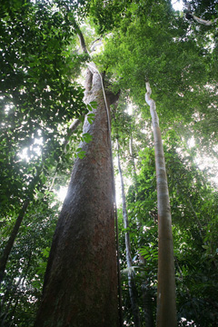 Andira coriacea Red Cabbage Bark Tree